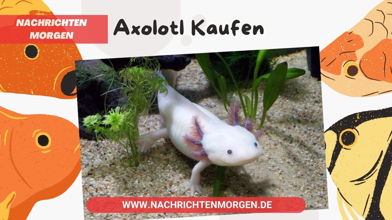 Axolotl Kaufen