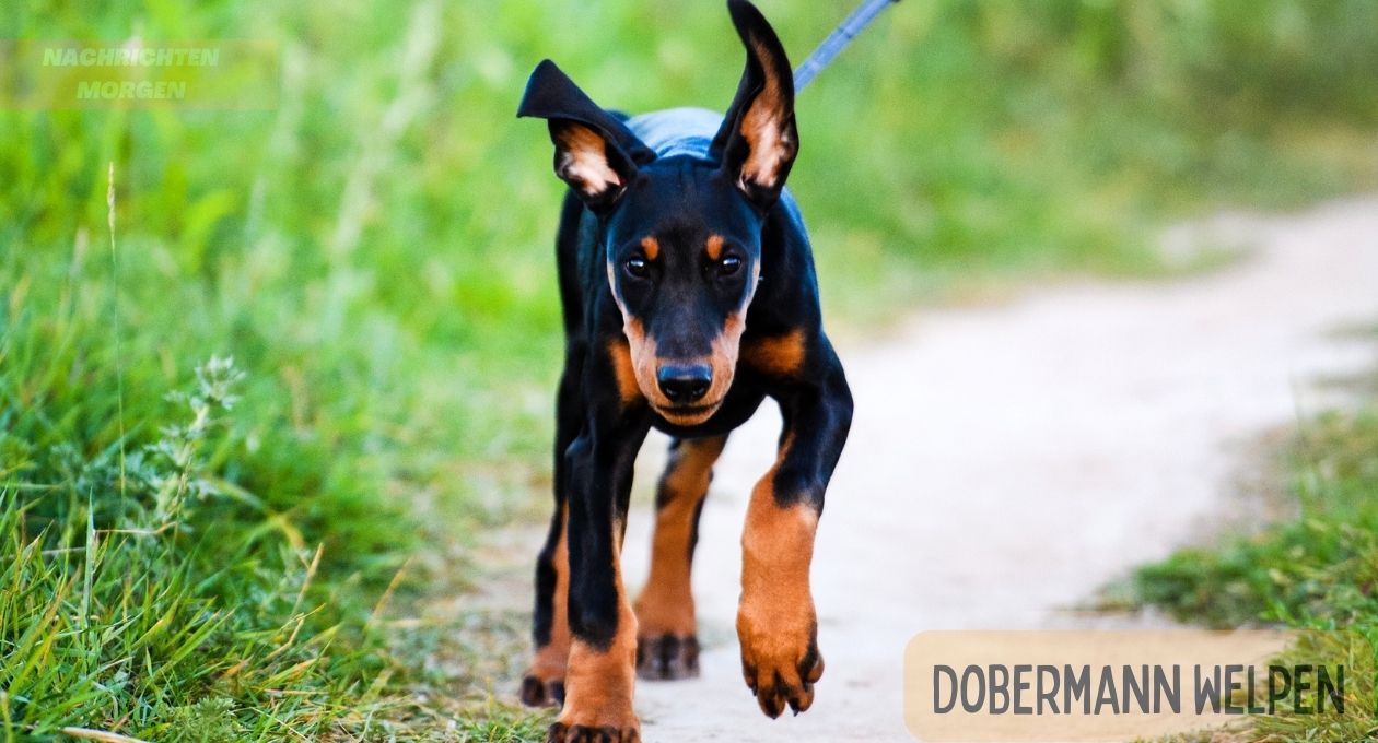 Dobermann Welpen