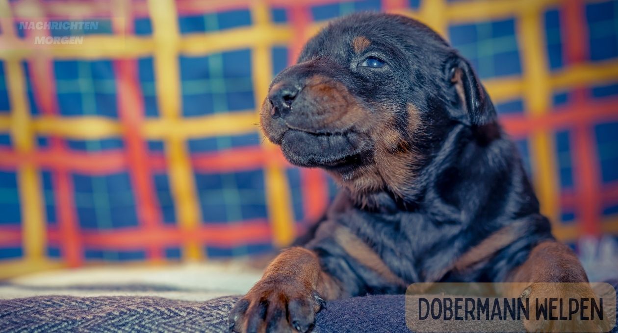 Dobermann Welpen