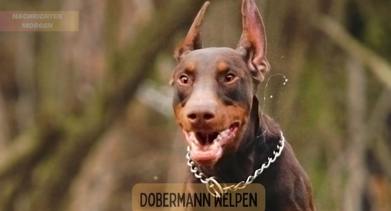 Dobermann Welpen