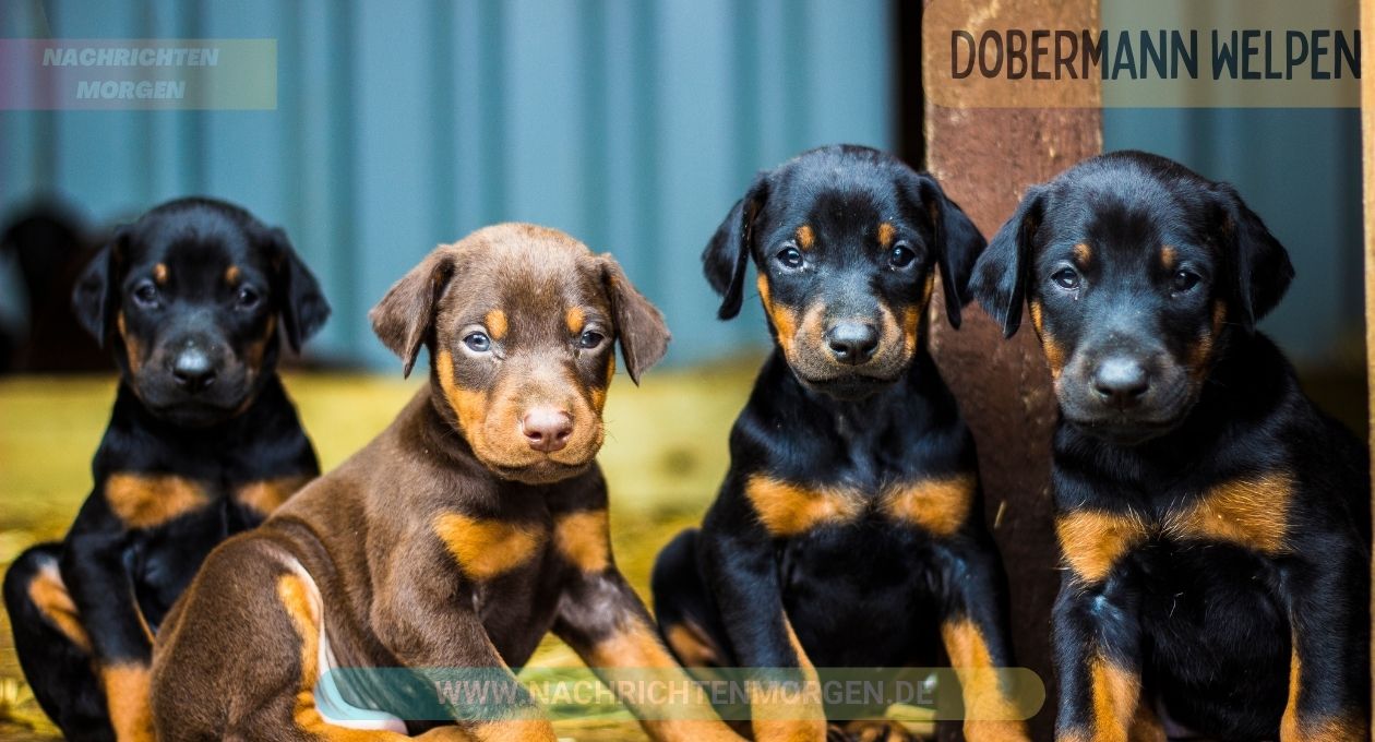 Dobermann Welpen