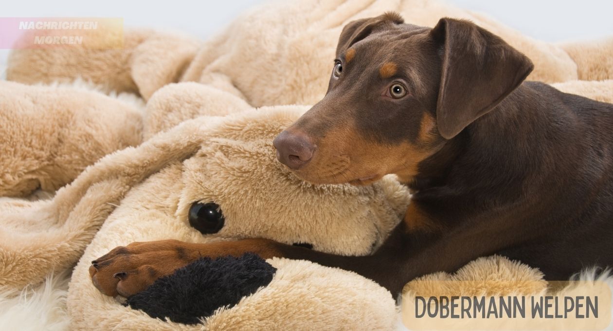 Dobermann Welpen