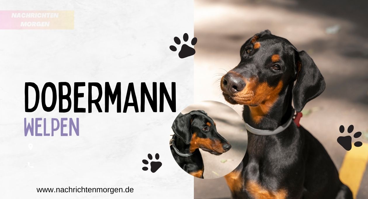 Dobermann Welpen