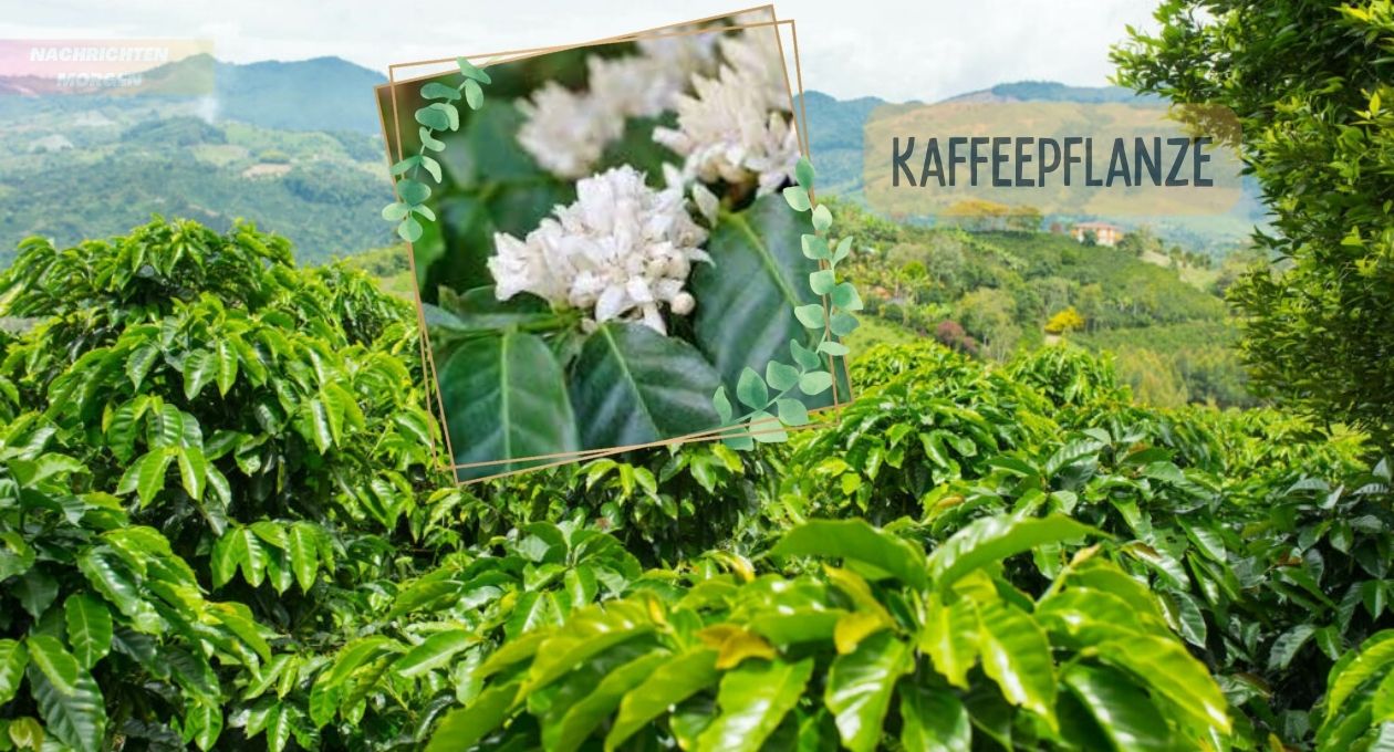 Kaffeepflanze