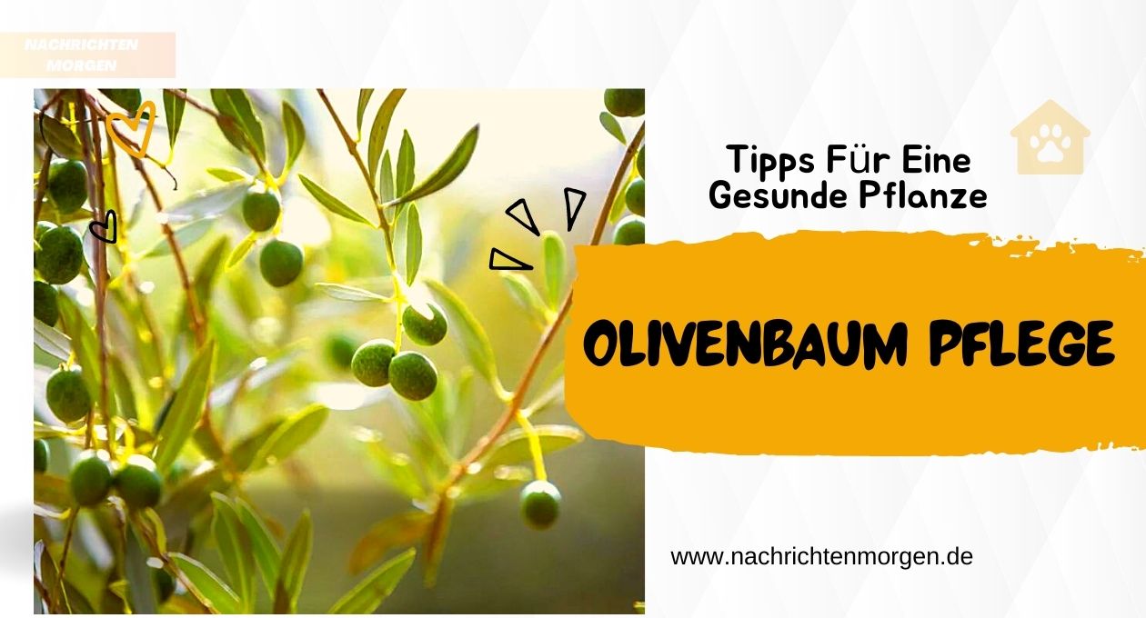 Olivenbaum Pflege