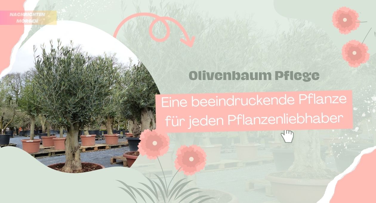 Olivenbaum Pflege