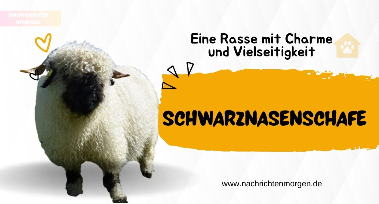 schwarznasenschafe