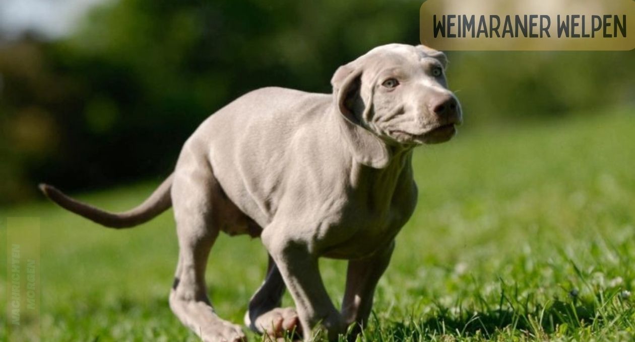 Weimaraner Welpen