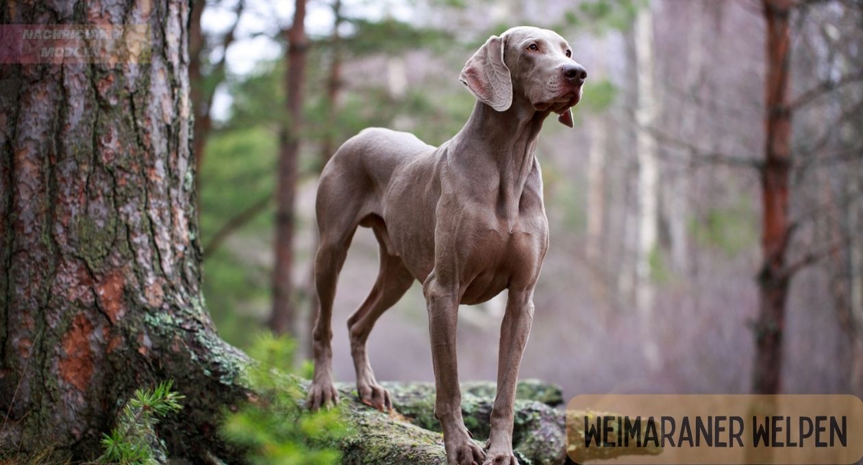 Weimaraner Welpen