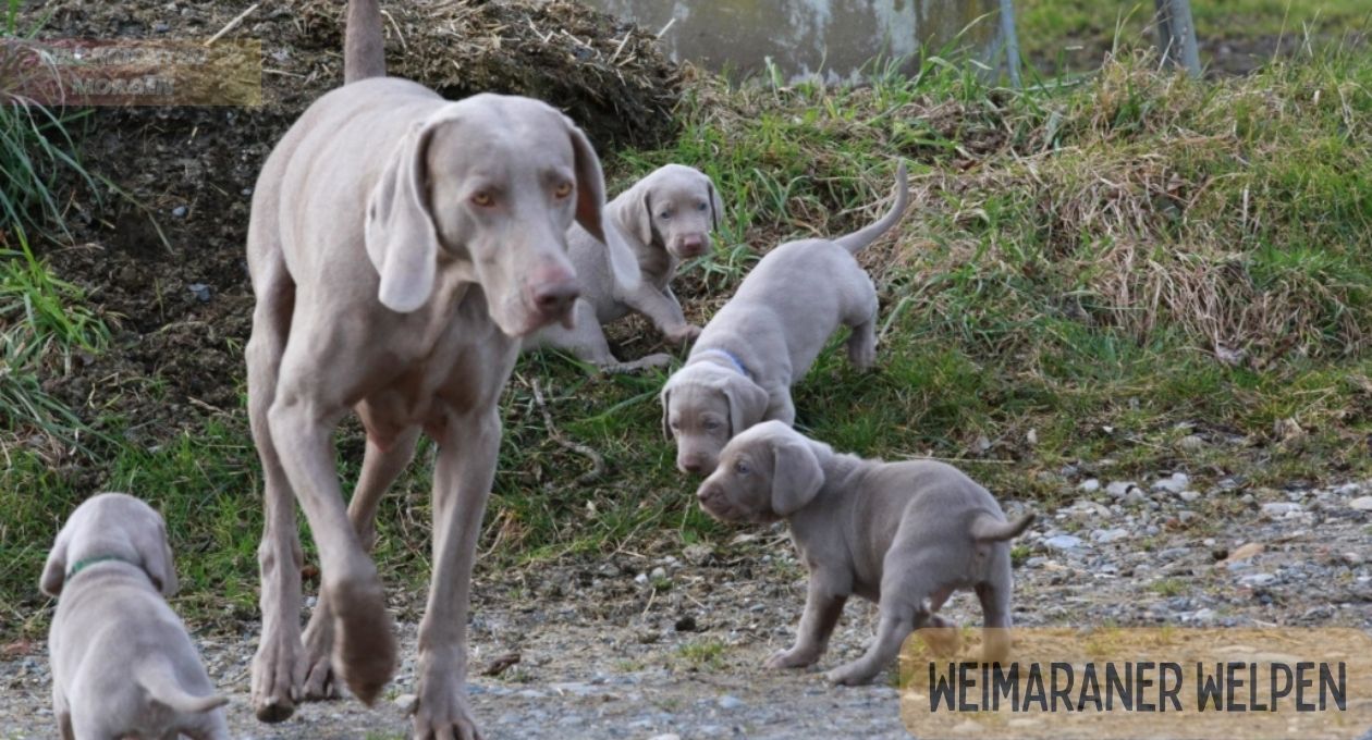 Weimaraner Welpen