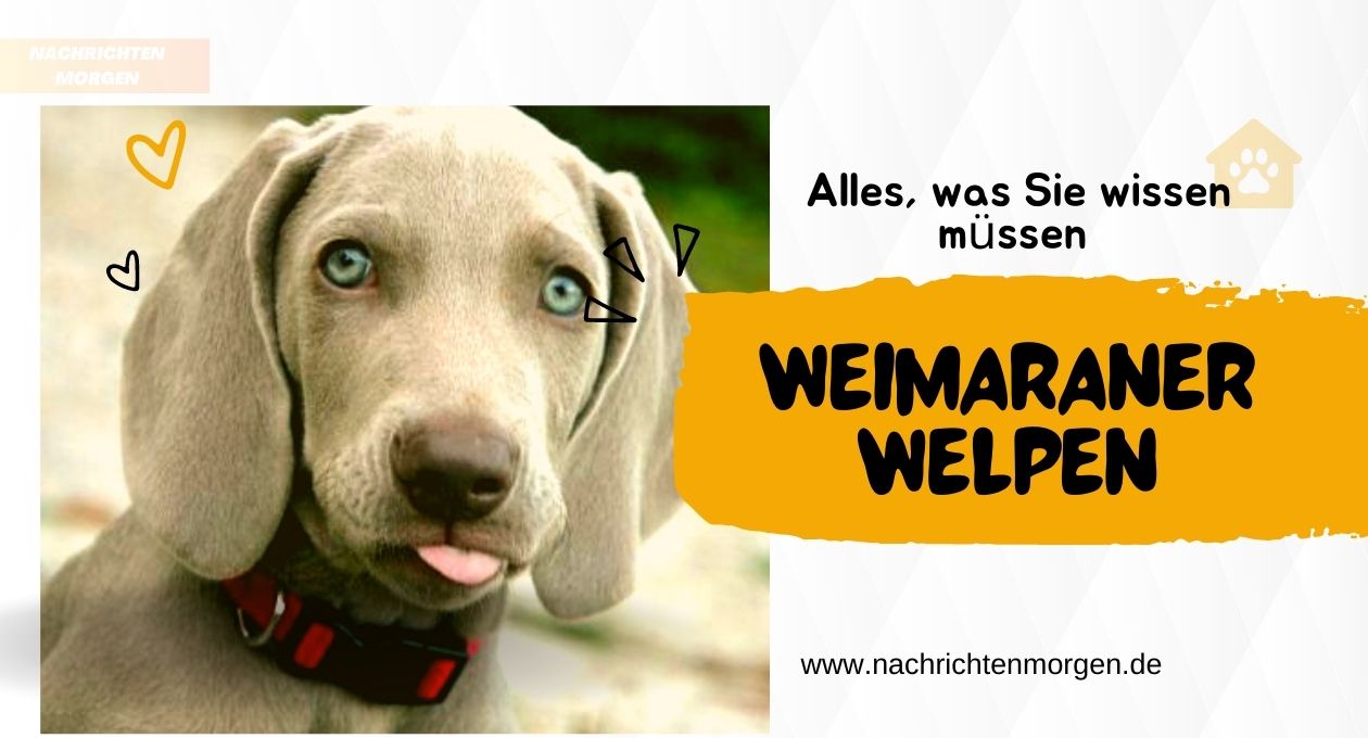 Weimaraner Welpen