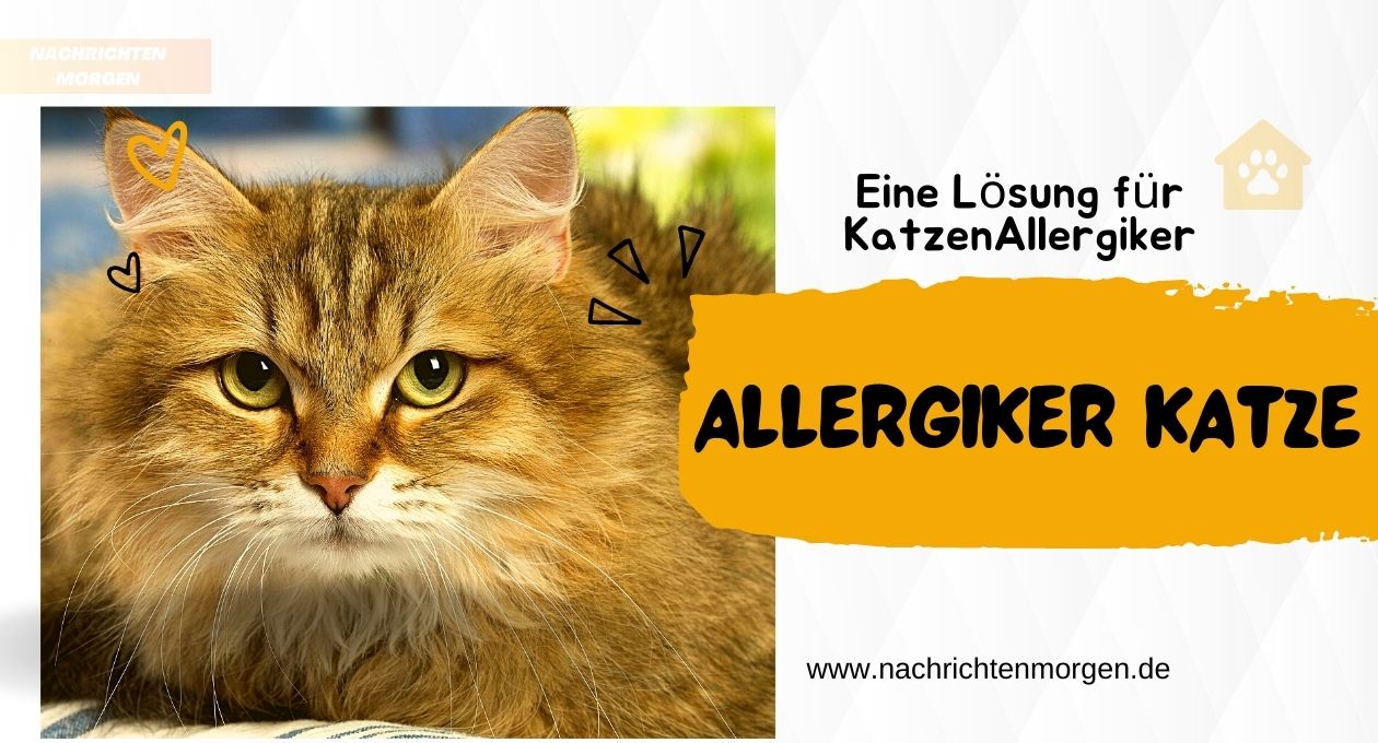 allergiker katze