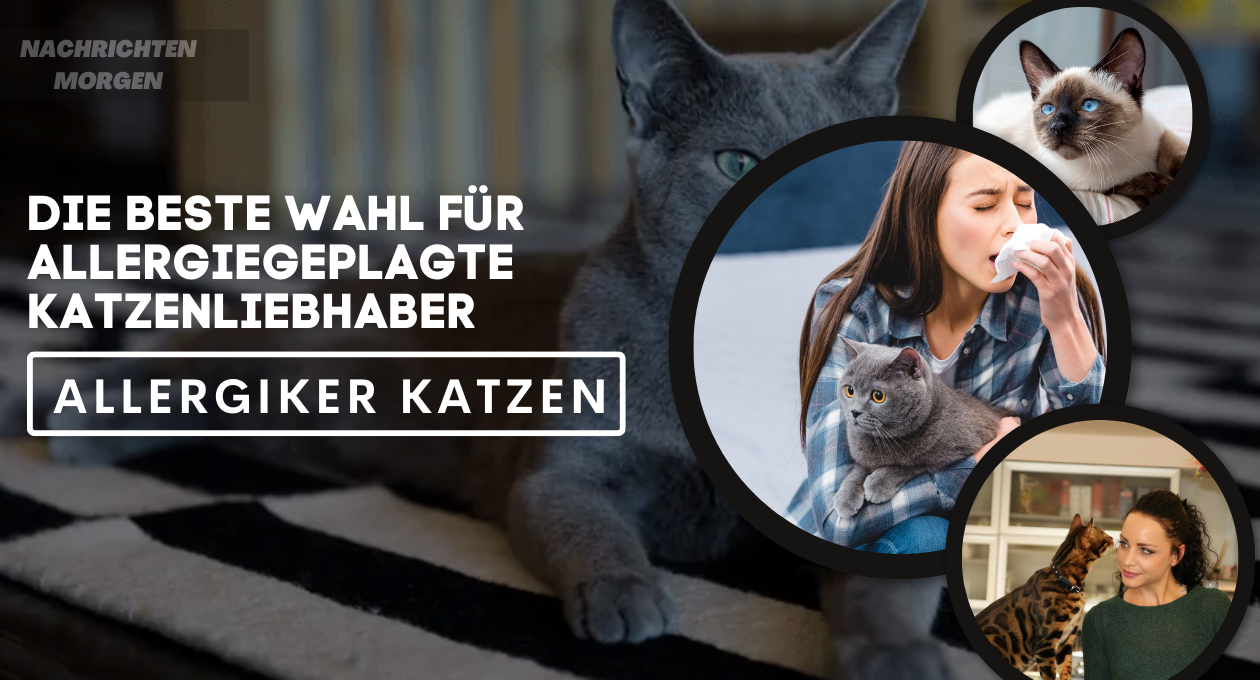 Allergiker Katzen Die Beste Wahl Für Allergiegeplagte Katzenliebhaber