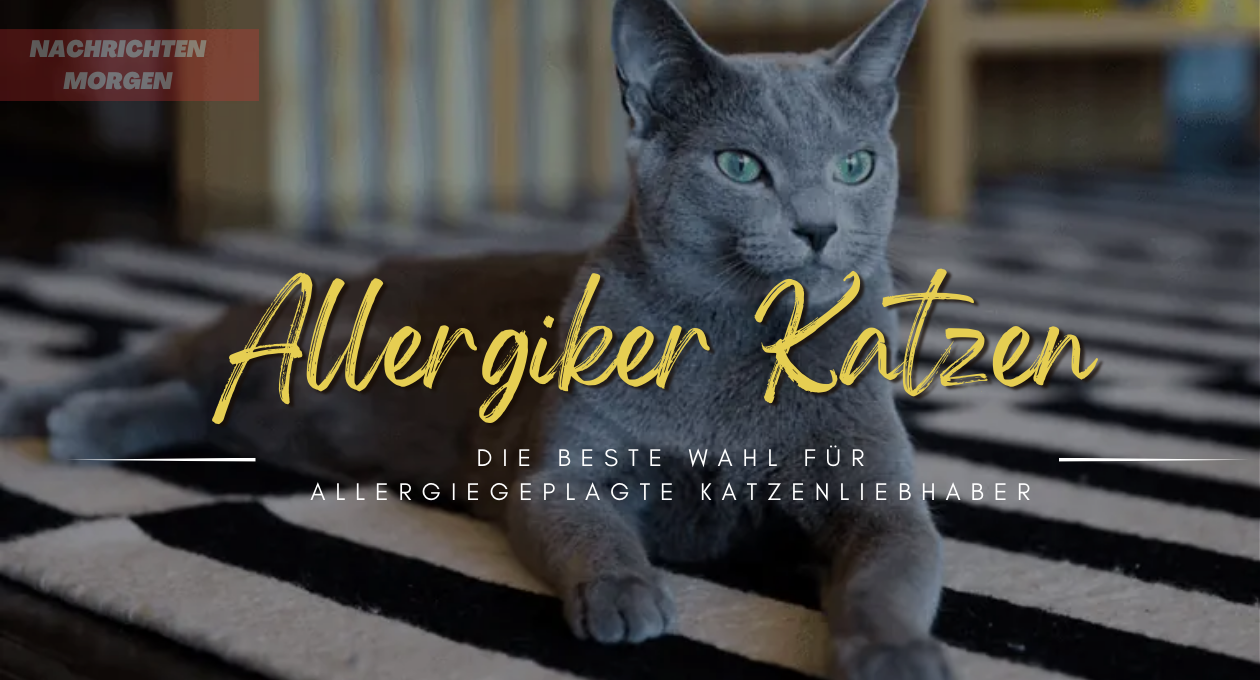 allergiker katzen