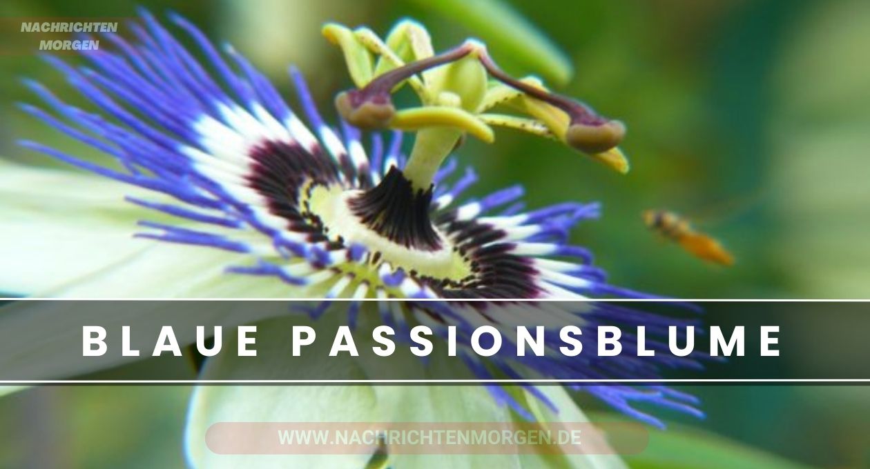 blaue passionsblume