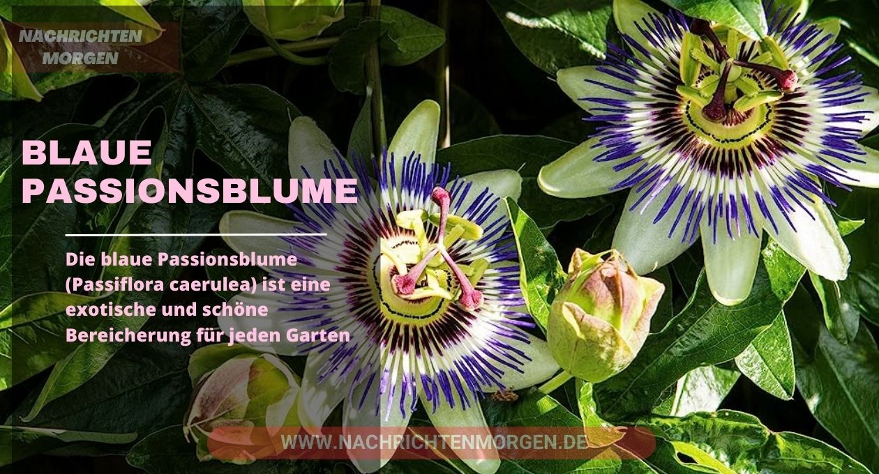 blaue passionsblume