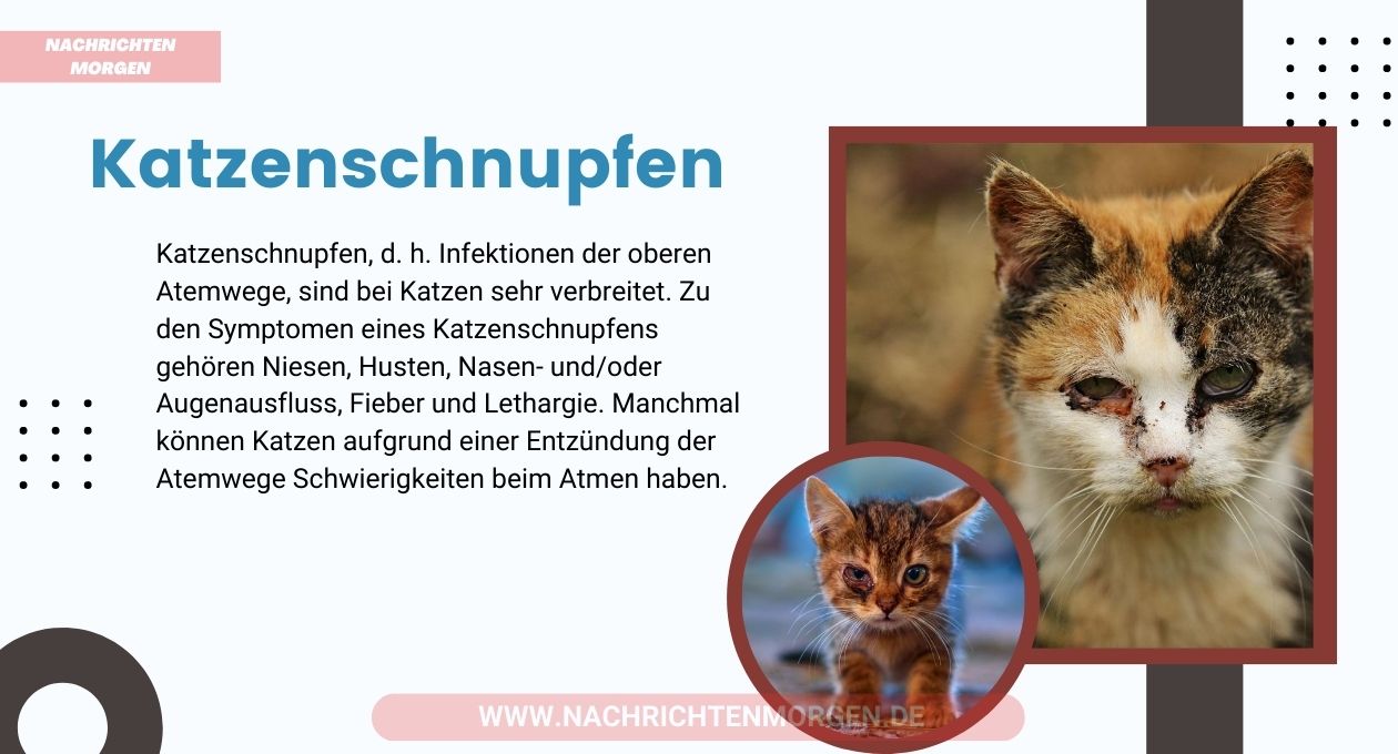 katzenschnupfen