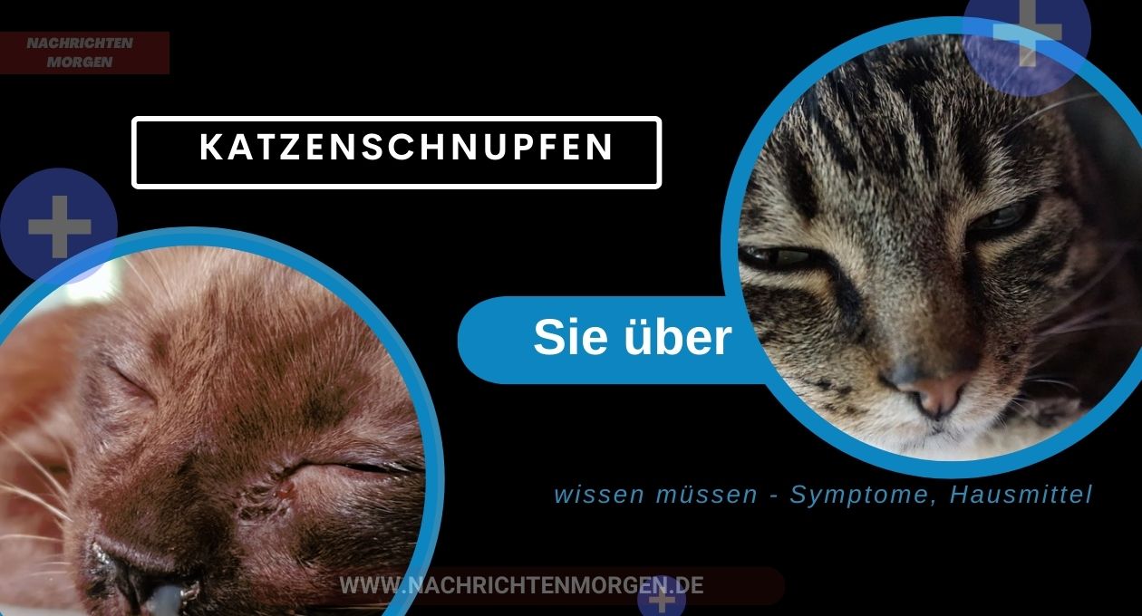 katzenschnupfen