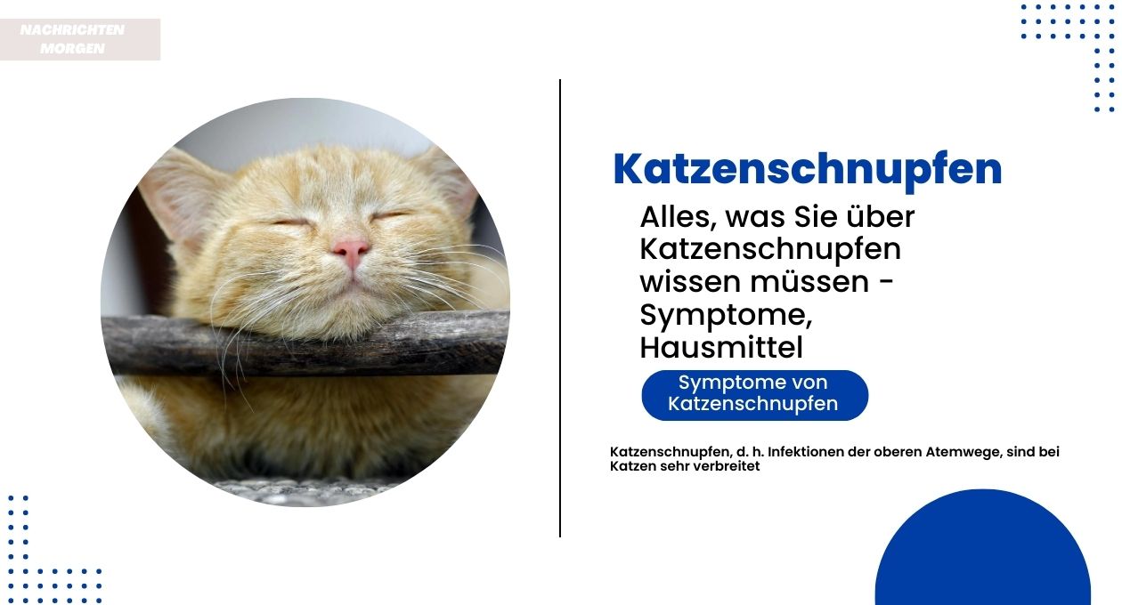 katzenschnupfen