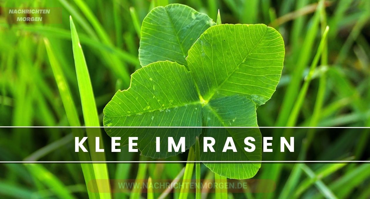 klee im rasen