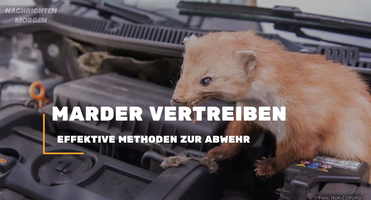 marder vertreiben