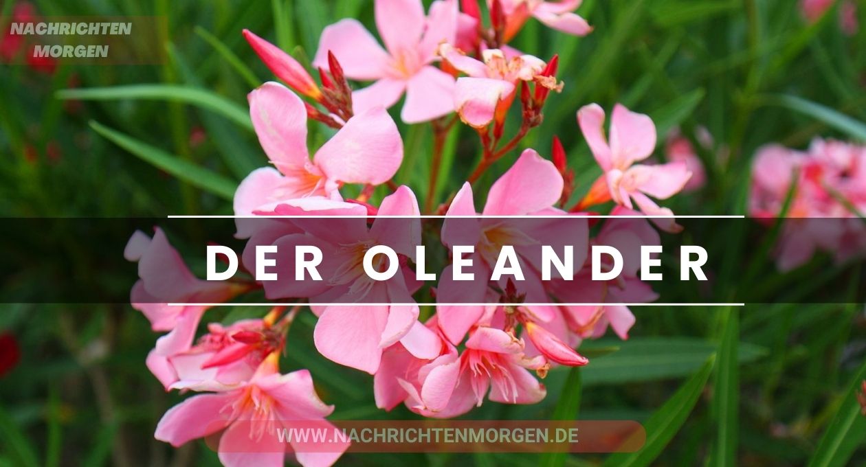 oleander