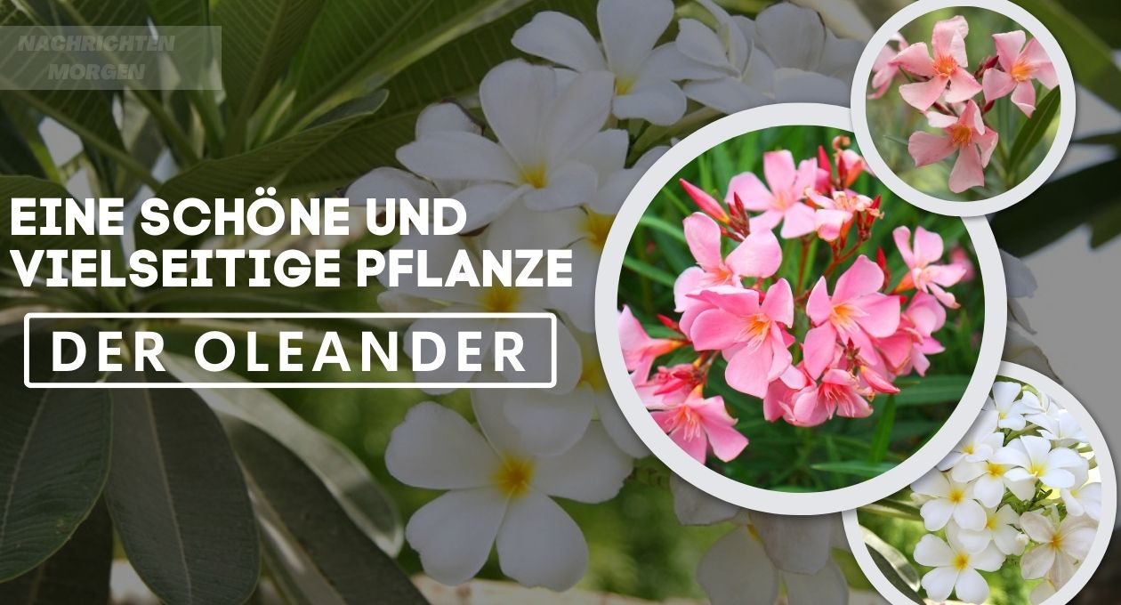 oleander