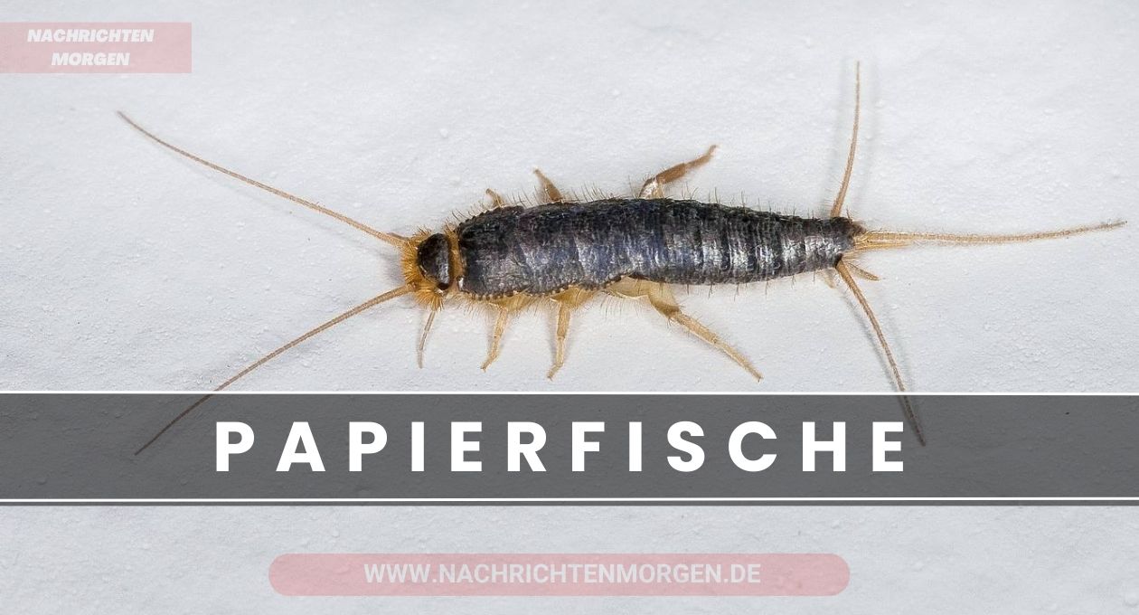 papierfische