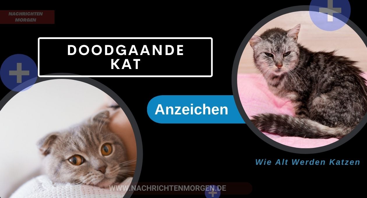 symptomen doodgaande kat