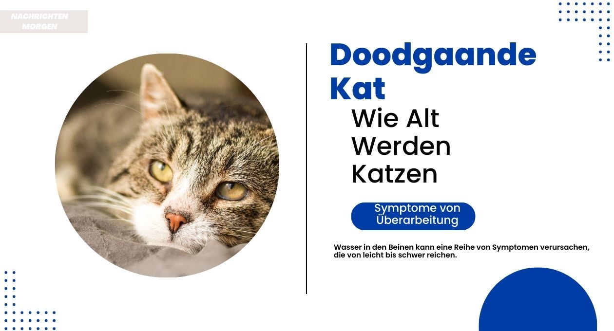 symptomen doodgaande kat