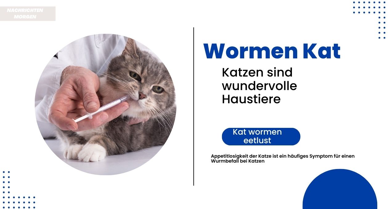 symptomen wormen kat