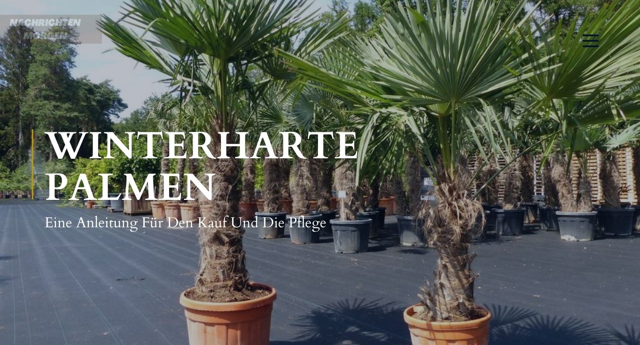 Winterharte Palmen Eine Anleitung Für Den Kauf Und Die Pflege