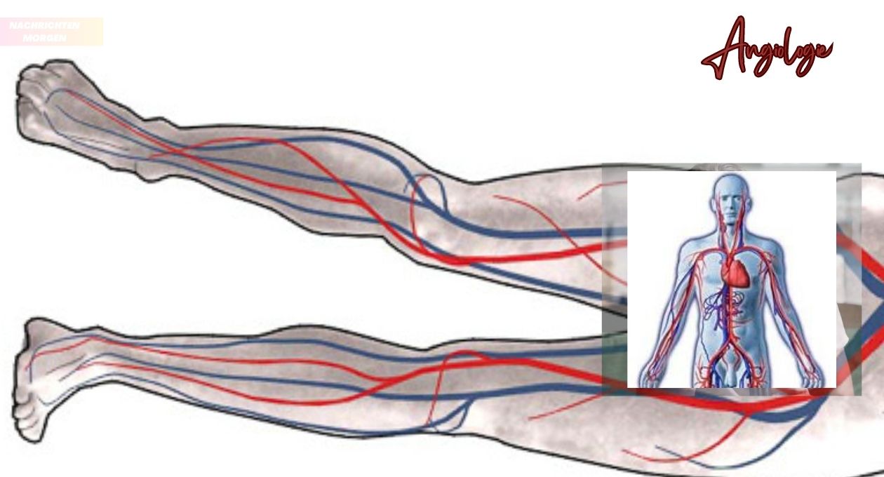 Angiologie