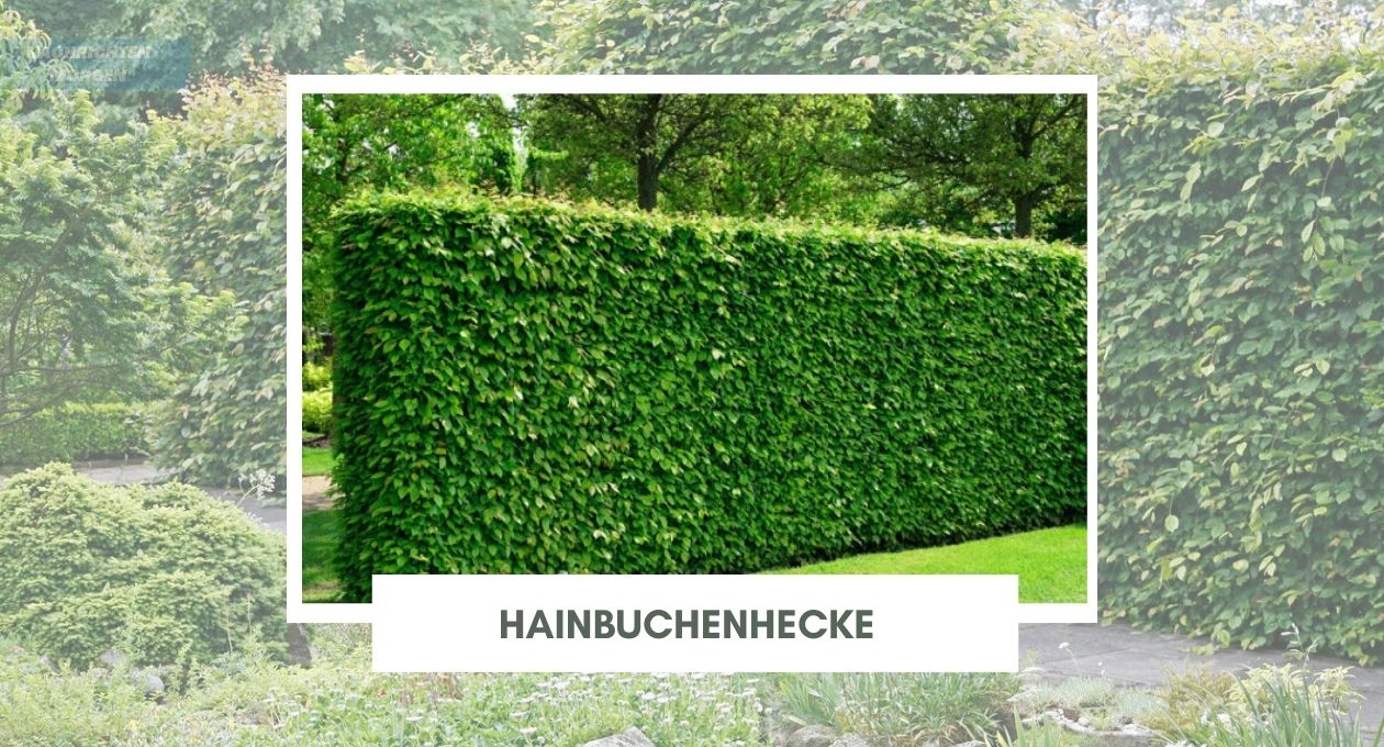 Hainbuchenhecke