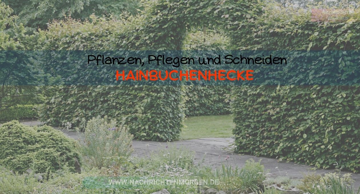 Hainbuchenhecke