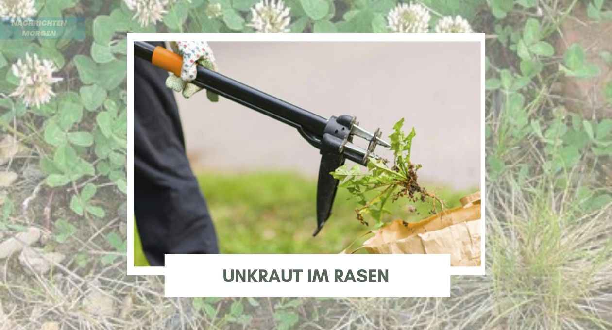 Unkraut im Rasen