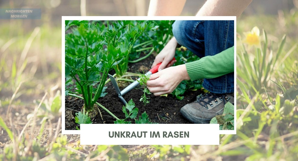 Unkraut im Rasen