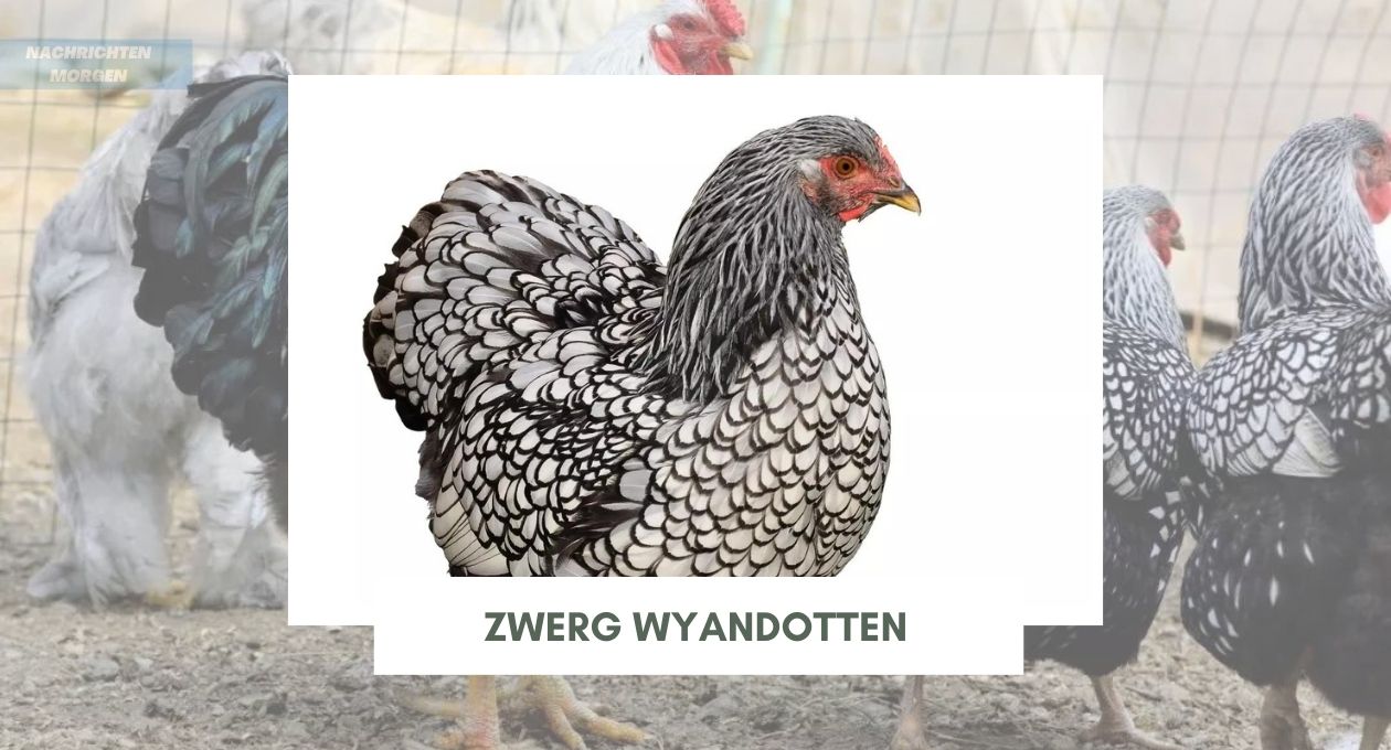 Zwerg Wyandotten