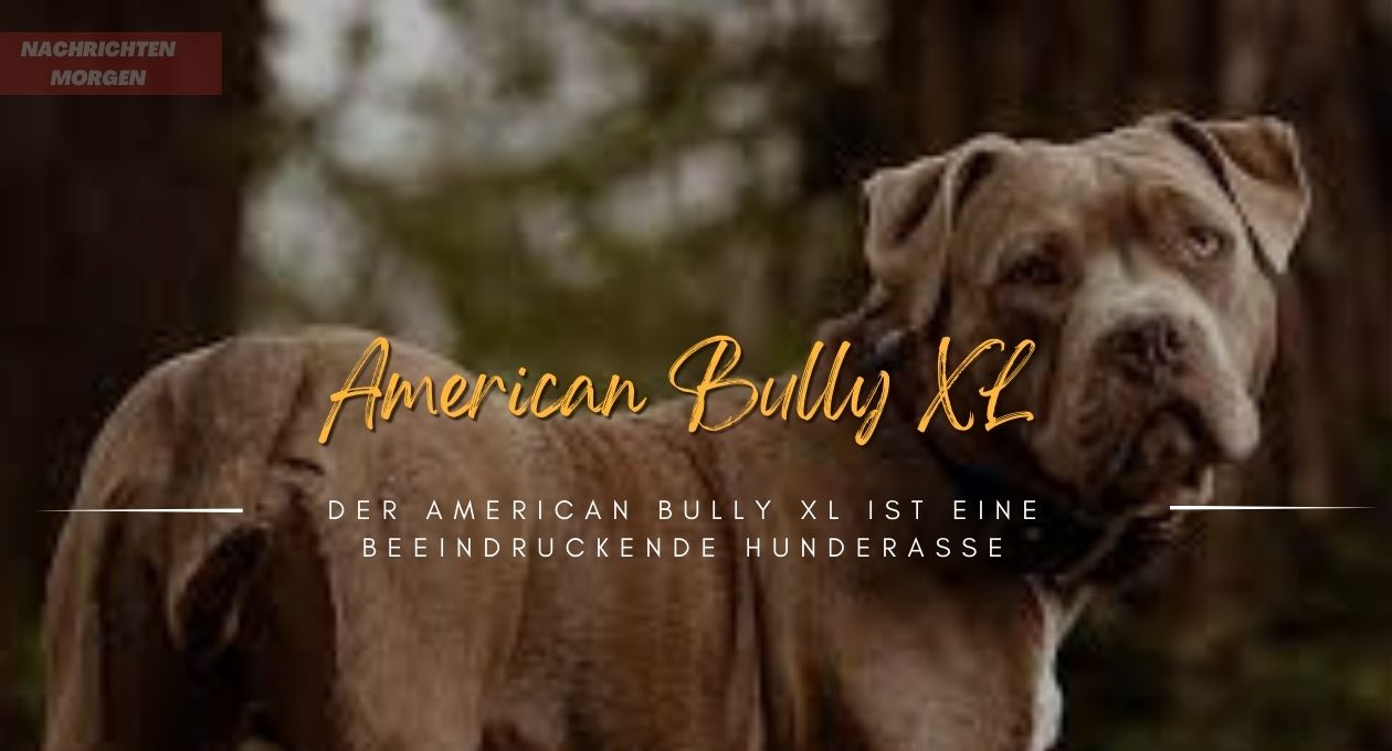 american bully xl