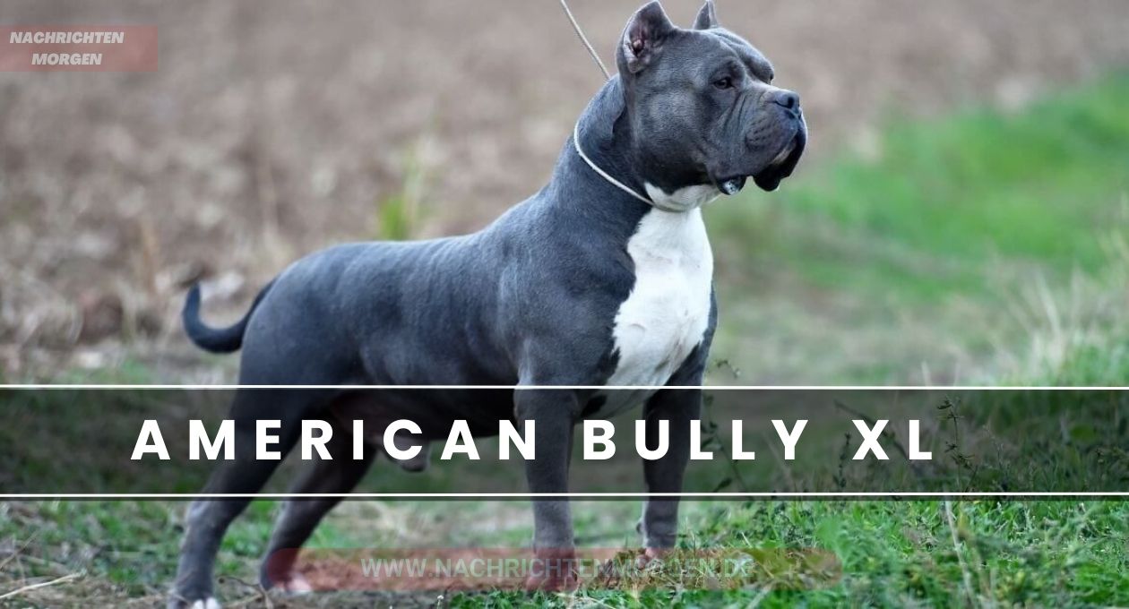 american bully xl