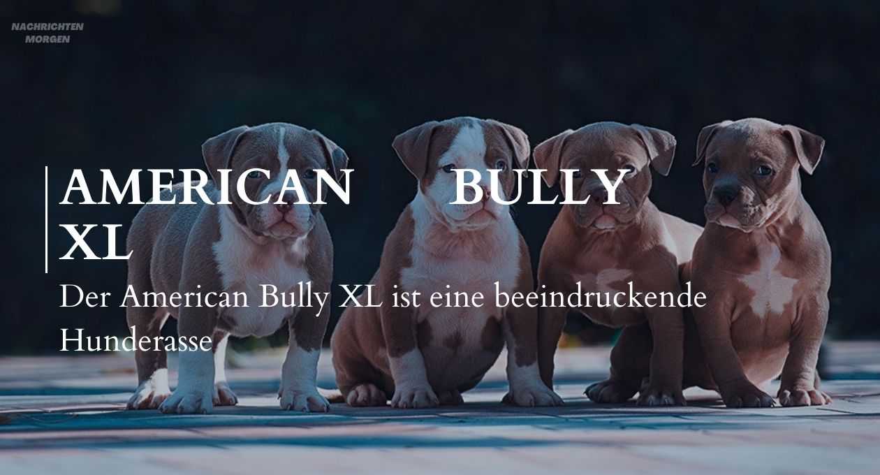 american bully xl