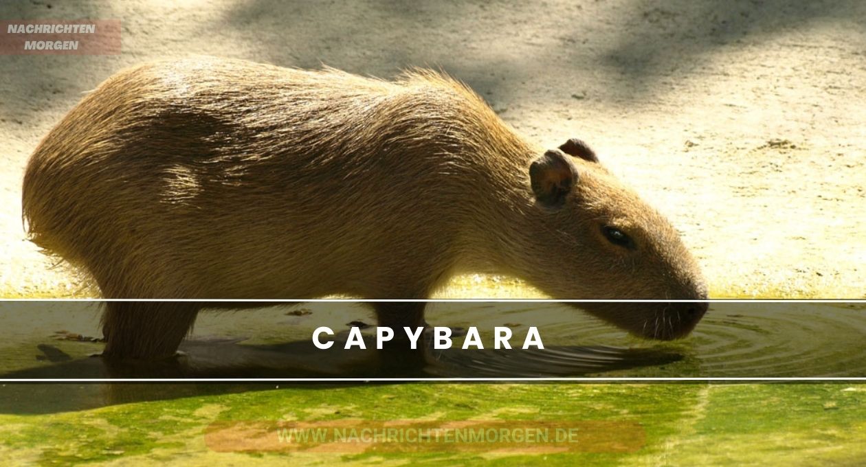 capybara