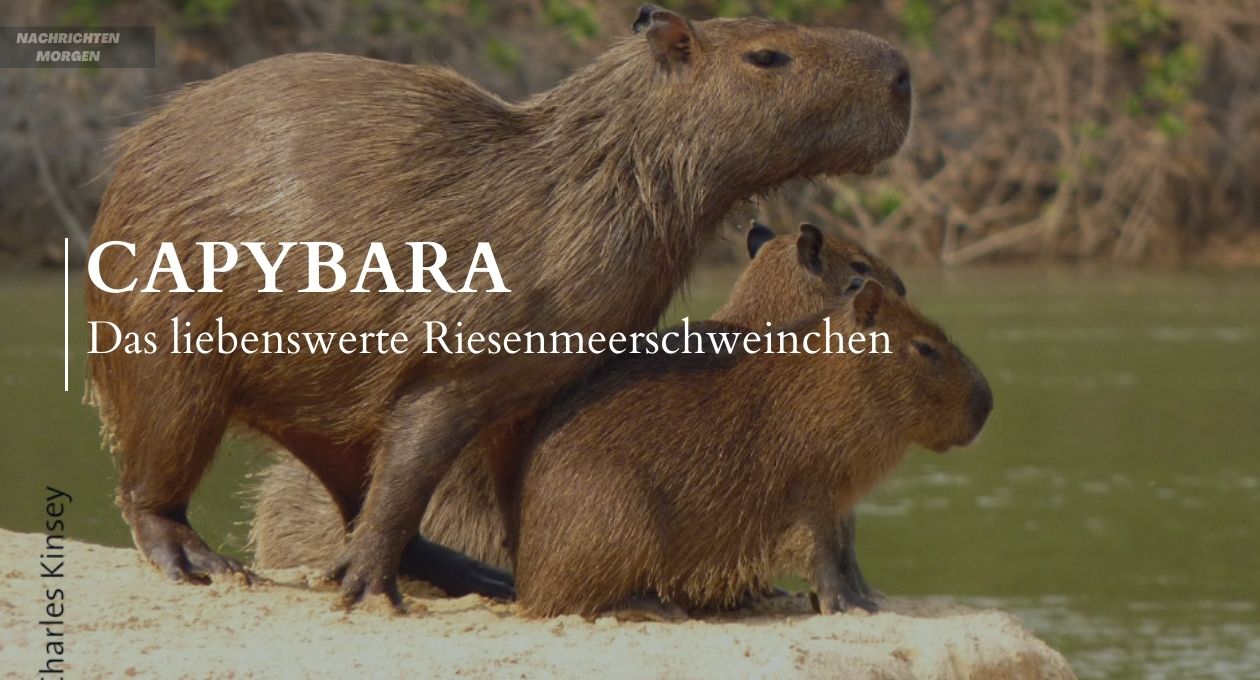 capybara