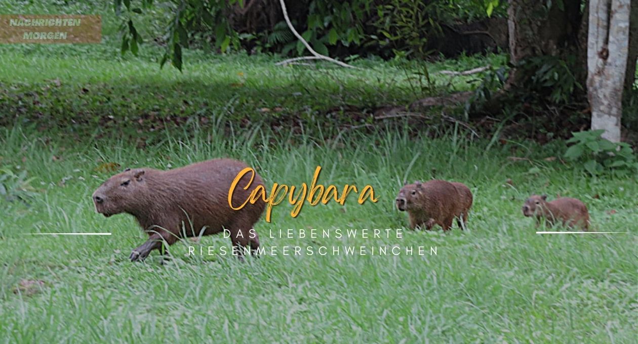 capybara