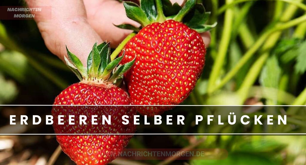 erdbeeren selber pflücken