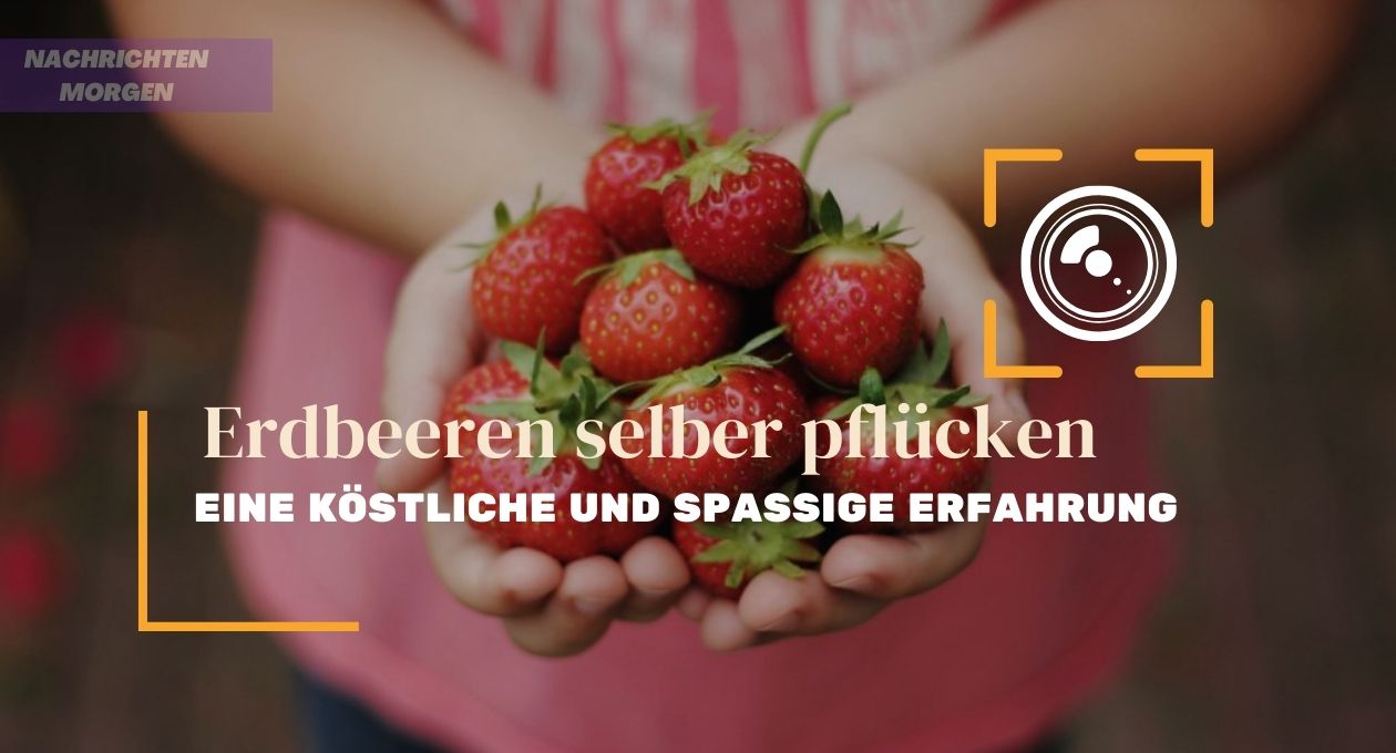 erdbeeren selber pflücken