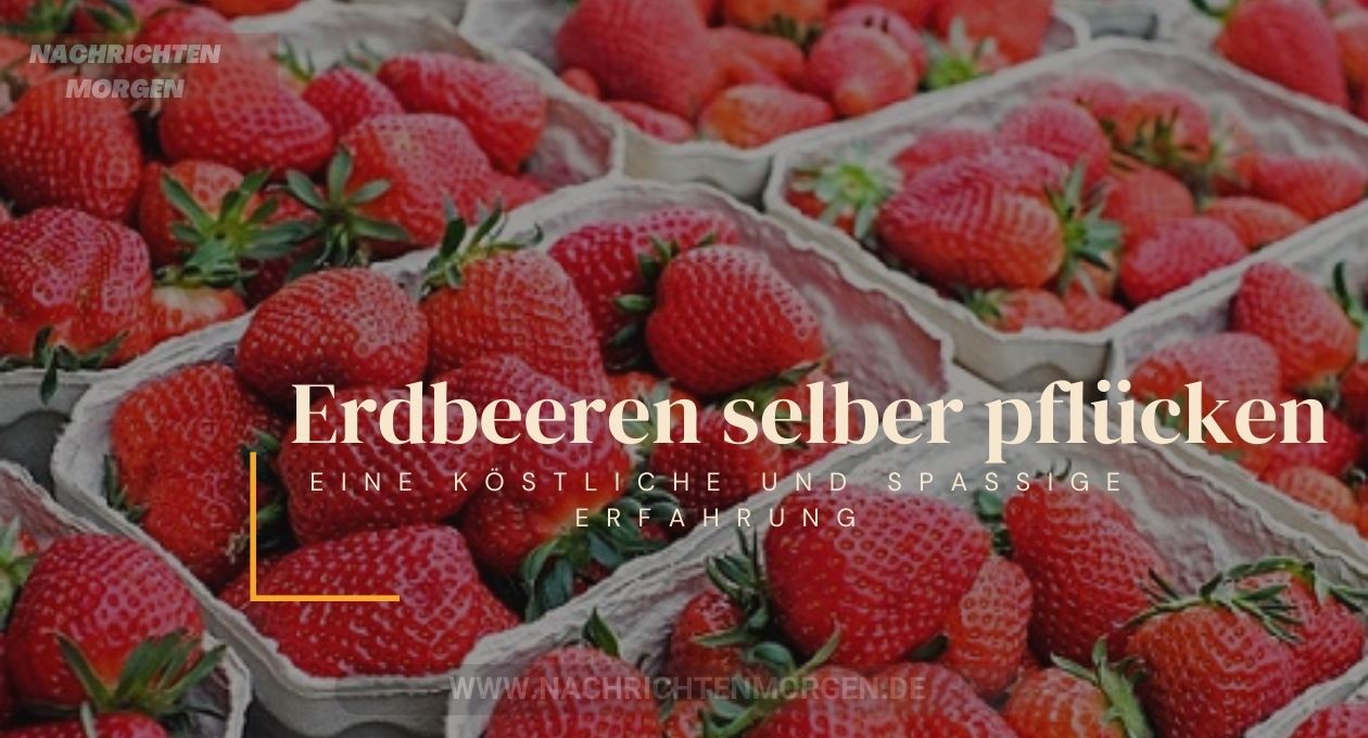 erdbeeren selber pflücken