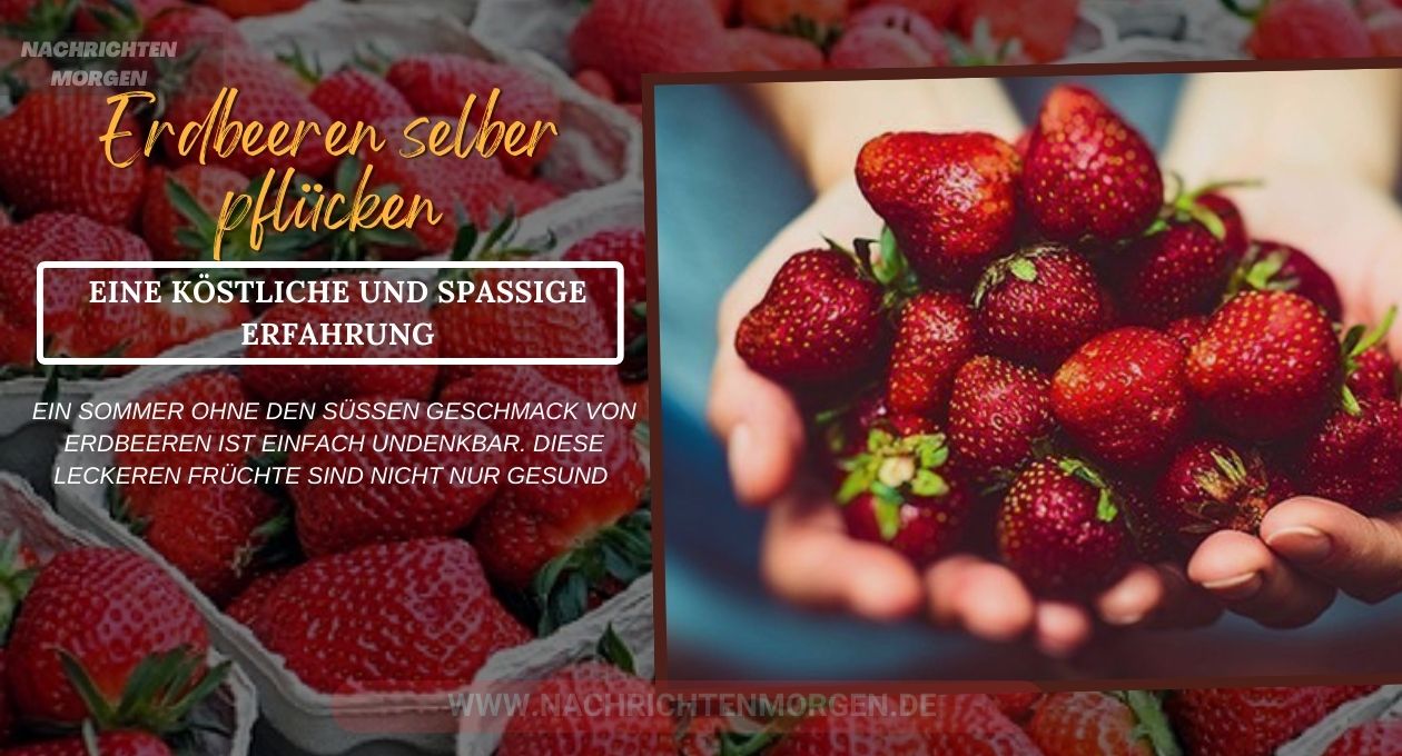 erdbeeren selber pflücken