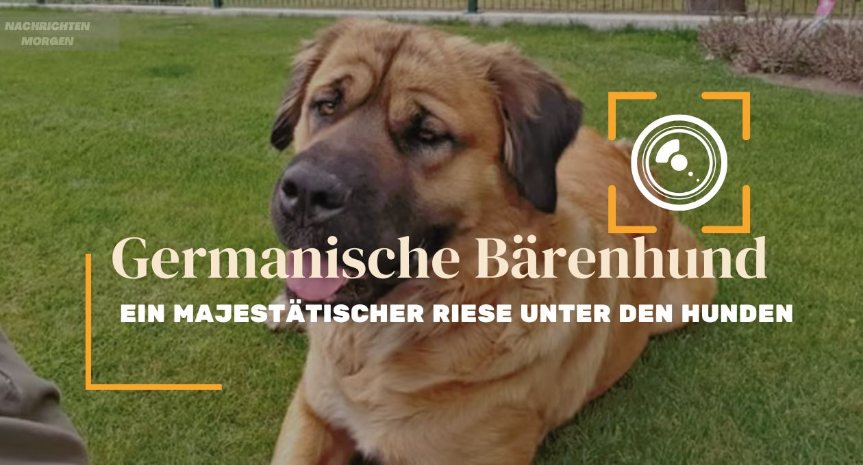 germanischer bärenhund