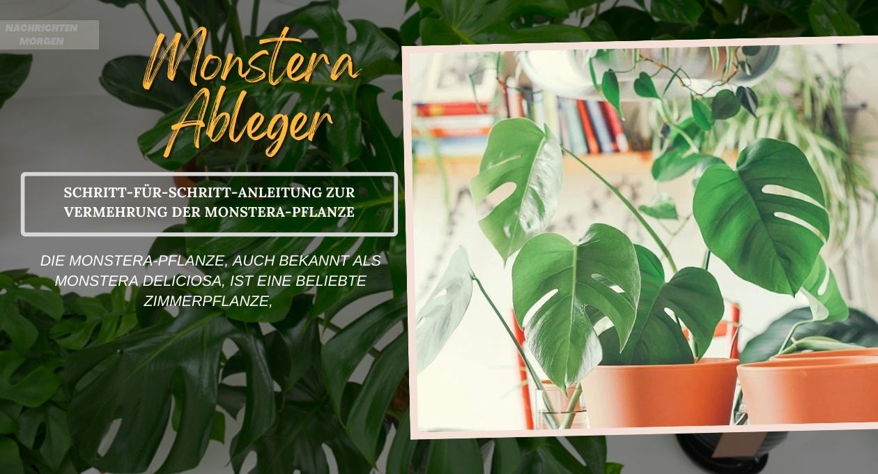 monstera ableger